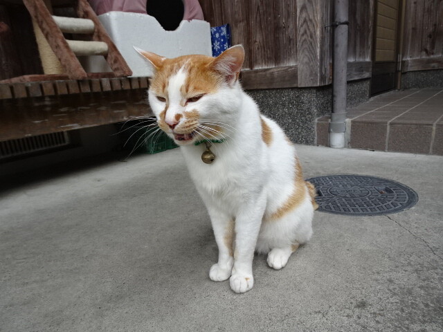 瀞峡駐在所のきなこ (4)