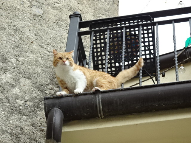 モラーノカラブロの猫 (3)