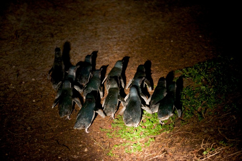 BICHENO PENGUIN TOURS_5