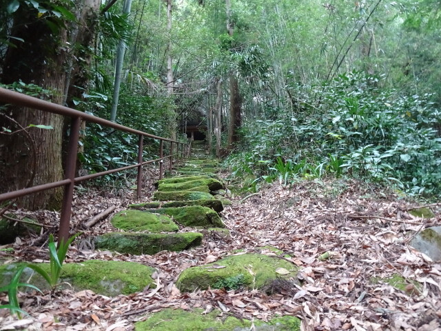 苔の階段