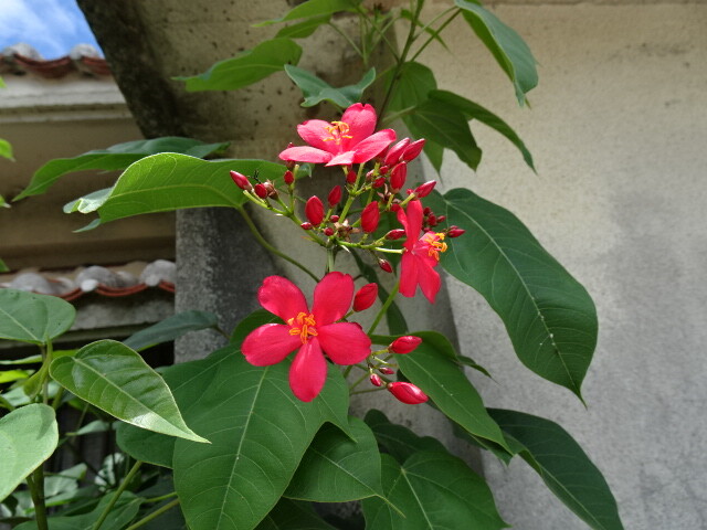 テイキンザクラ