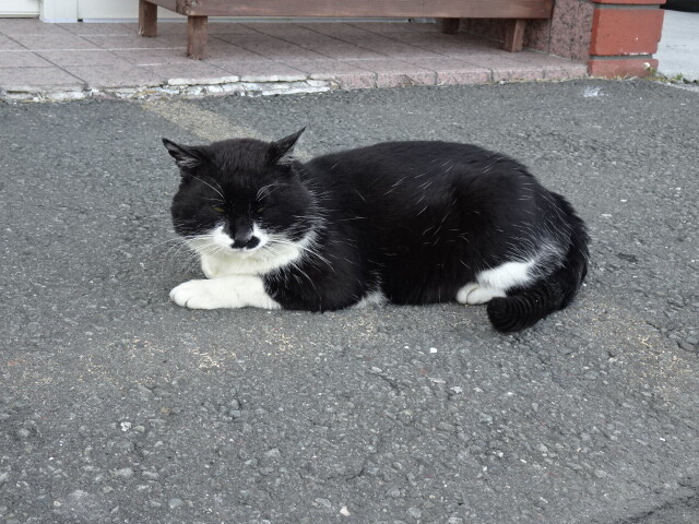 看板猫しらが