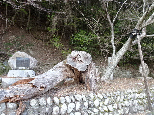 手前の桜は枯れてしまい右の桜だけに