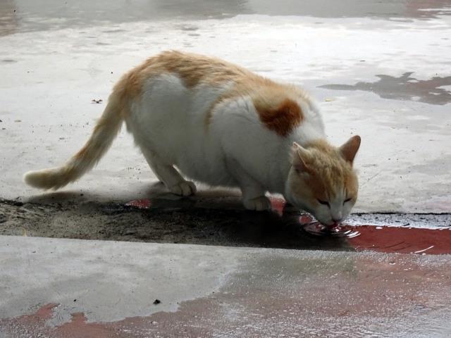 漲水御嶽で、水を飲む