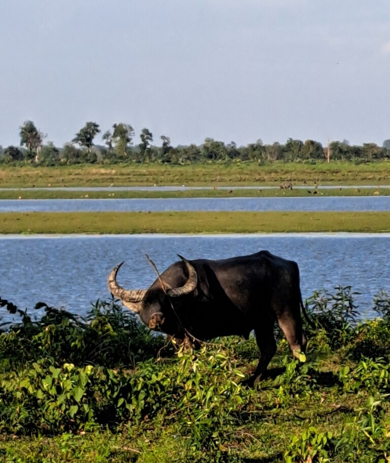 インド アッサム・カジランガ国立公園 サファリ② : 好きなもの