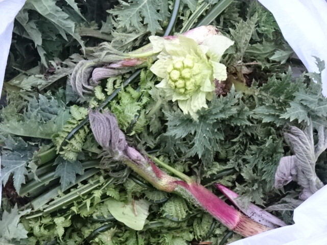 収穫物