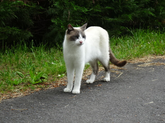 DSC06231