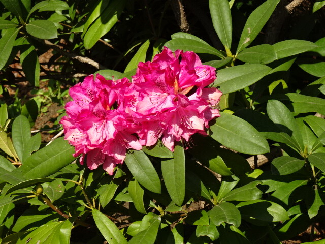 石楠花