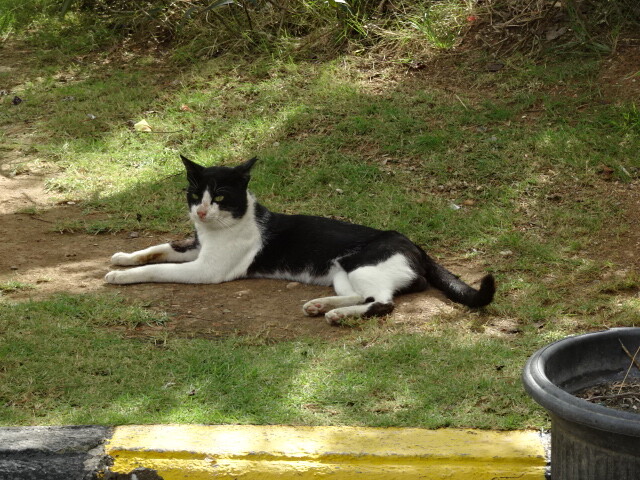 ディリ大聖堂の猫 (1)