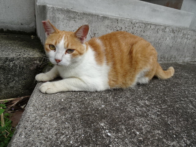 三島村を旅する 竹島で出会った猫達 : 好きなもの・・・猫と旅と・・・