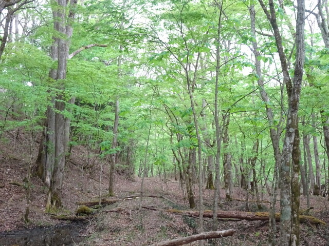 線路が有ったらしい