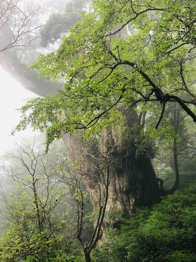 縄文杉