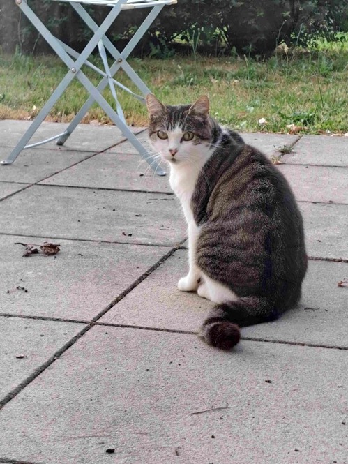 ロアンヌの猫２