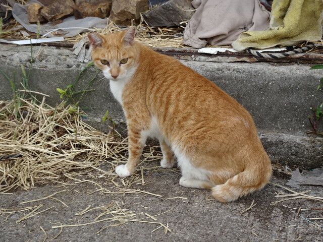 志々島の猫 (3)