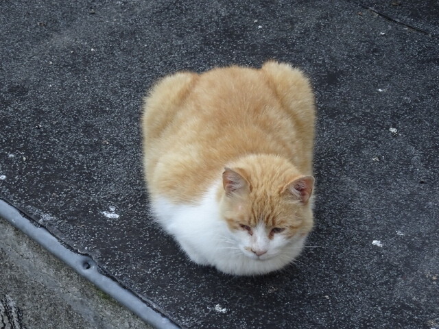 フォアの猫 (3)