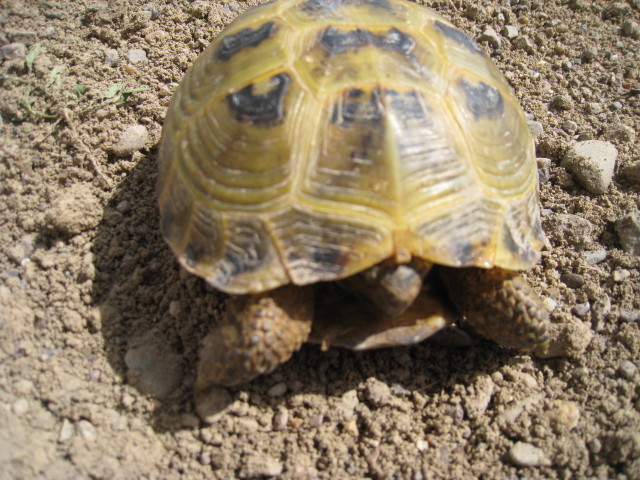 イメージ 6
