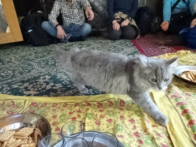 ラダックの猫達 (4)