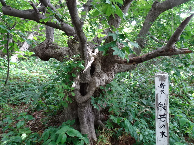 DSC02370