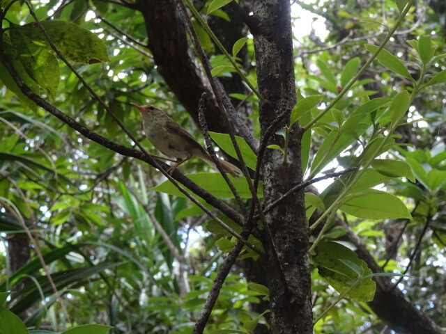 鳴き方は下手
