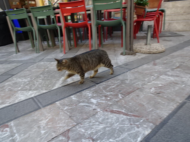 タオルミナの猫。
