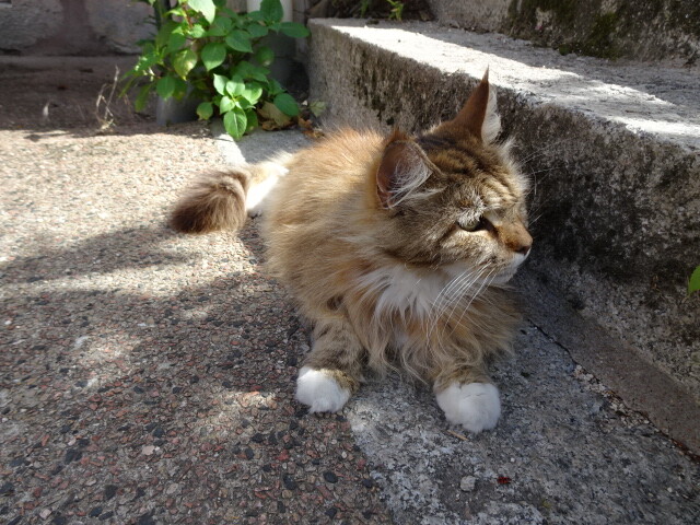 サン・タオン・の猫ル・シャテル (1)
