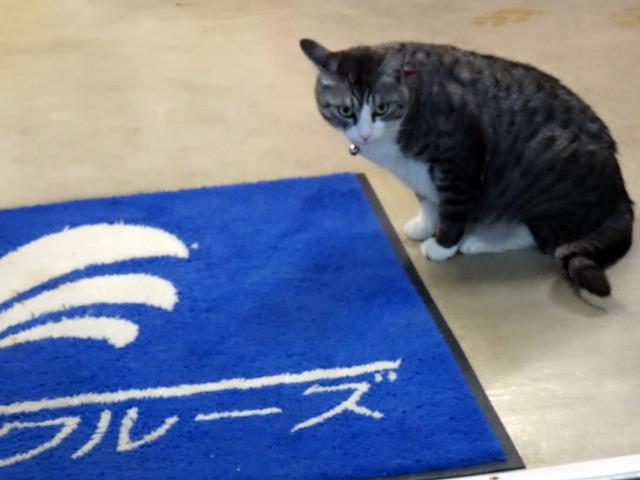 ダイヴィングやさんの猫