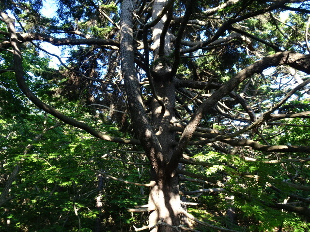 鶯谷の姥松