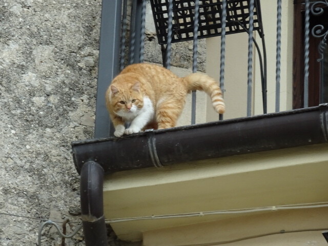 モラーノカラブロの猫 (1)