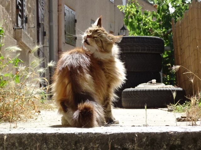 貴賓のある猫 (1)