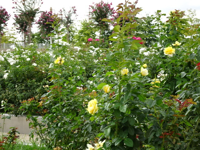 バラの花