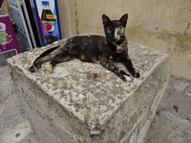モロッコのタンジェで出会った猫達 好きなもの 猫と旅と モロッコのタンジェで出会った猫達 好きなもの 猫と旅と