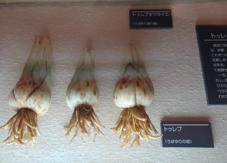 デンプンをとった、ウバユリの球根