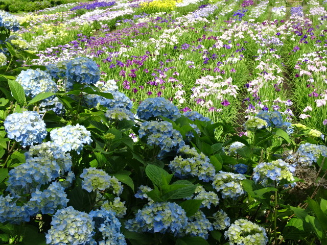 アジサイと花しょうぶ