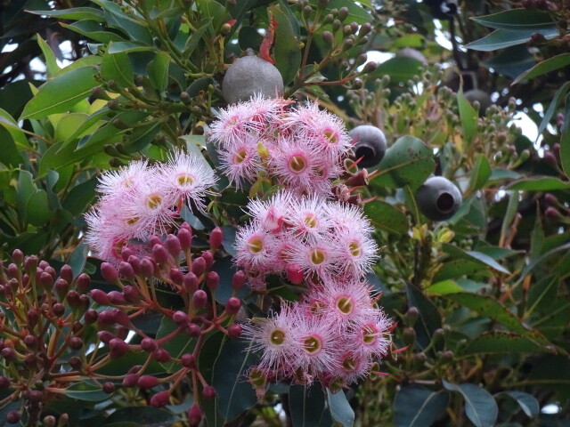 ユーカリの花？