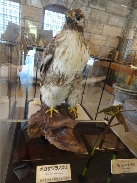 オガサワラノスリ