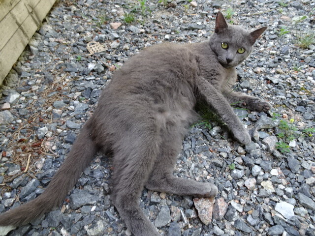 ボスの知り合いの家の猫 (4)
