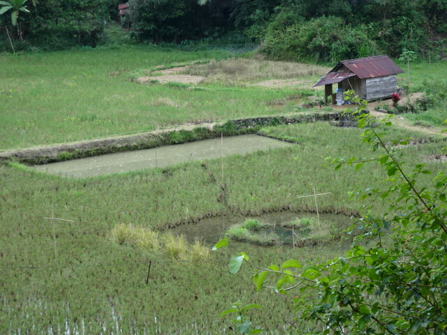 苗床と魚の池