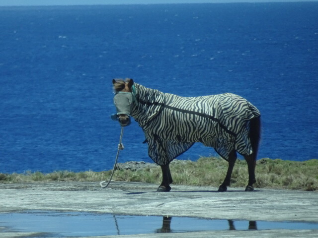 シマウマのカバー