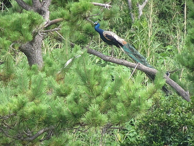 普通の孔雀のオス