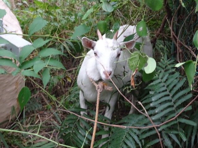 野生のヤギを捕まえたそうです