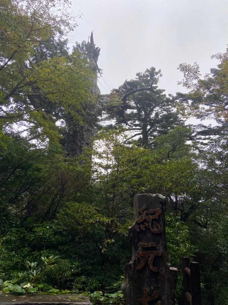 紀元杉 (2)