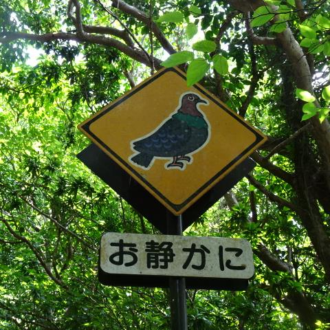 アカガシラカラスバトの標識