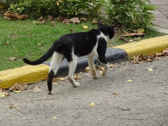 ディリ大聖堂の猫 (4)