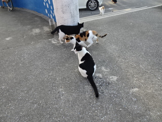 久高島は猫がいっぱい