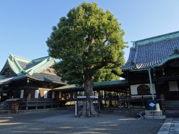 帝釈堂と本堂