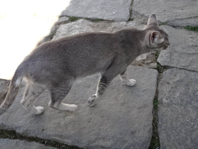 ナムチェ博物館の猫 (1)