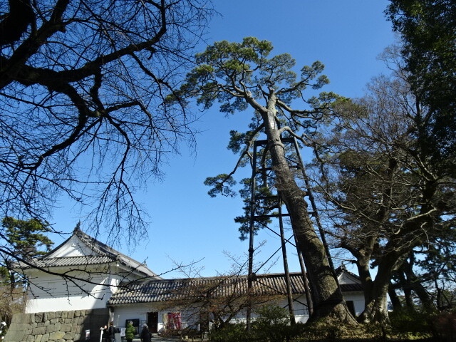 本丸広場の松の大木
