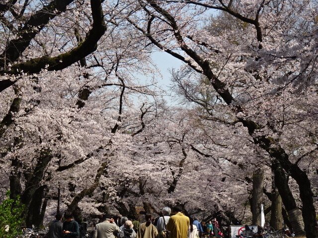 桜満開