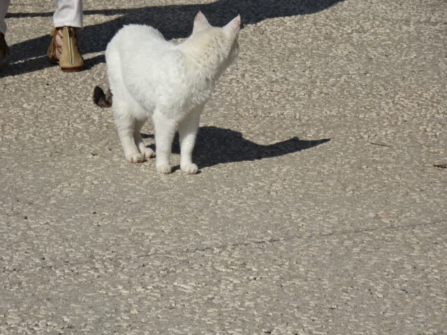 展望台の猫 (2)