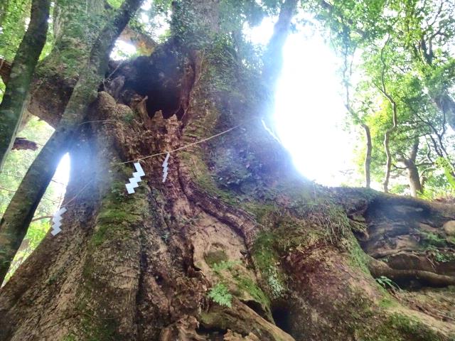 樹齢１０００年以上